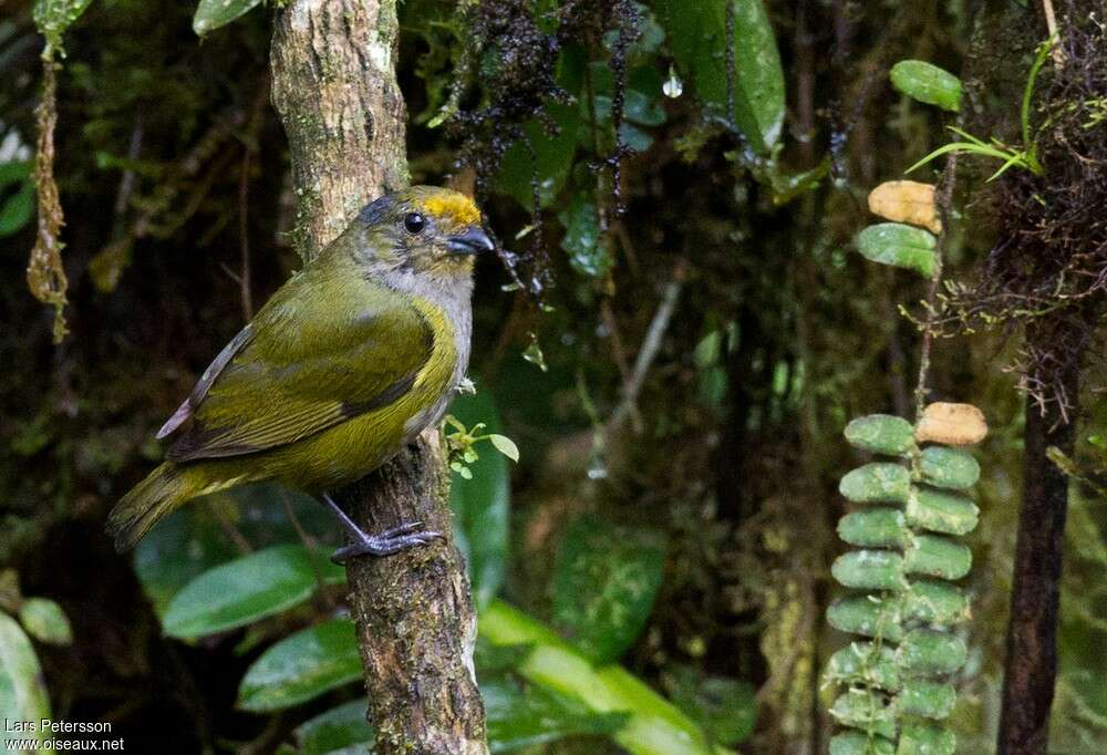 Orange-bellied Euphonia female adult, habitat, pigmentation