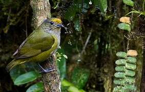 Orange-bellied Euphonia