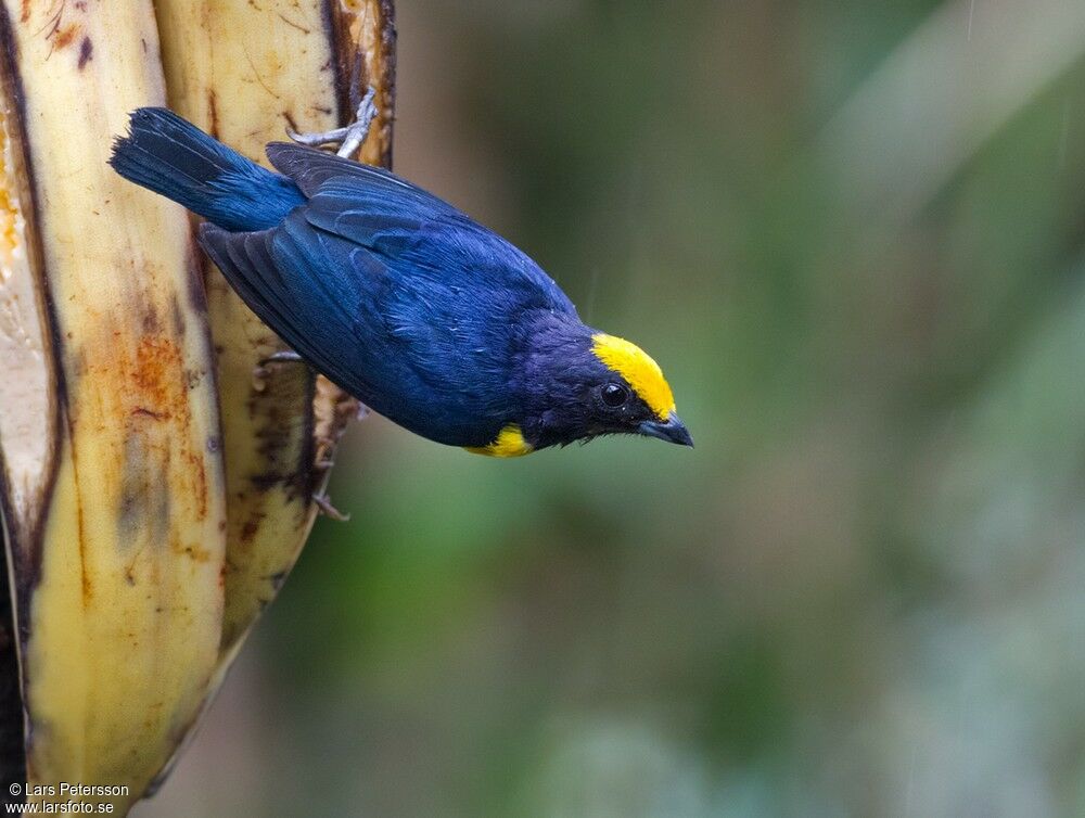 Orange-bellied Euphonia