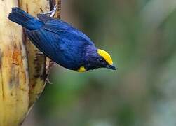 Orange-bellied Euphonia