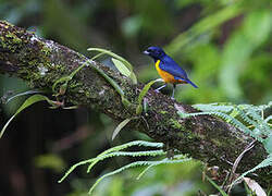 Rufous-bellied Euphonia