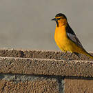 Oriole à ailes blanches