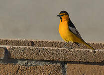 Oriole à ailes blanches