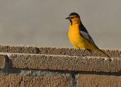 Oriole à ailes blanches