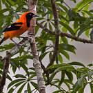 Oriole à dos orange