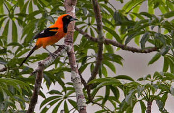 Oriole à dos orange