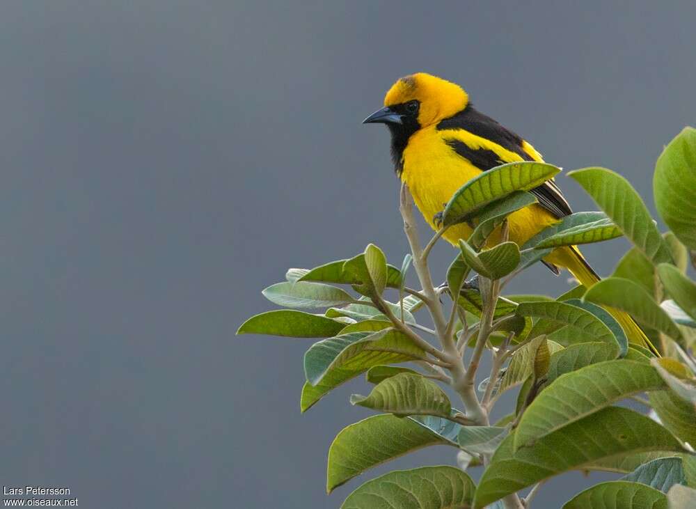 Yellow-tailed Orioleadult, identification