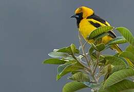 Oriole à queue jaune