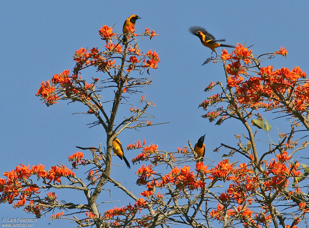 Orange-crowned Oriole