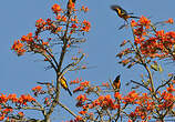 Oriole à tête d'or
