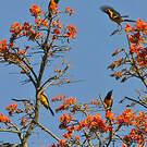 Oriole à tête d'or