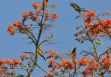 Oriole à tête d'or