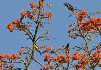 Oriole à tête d'or