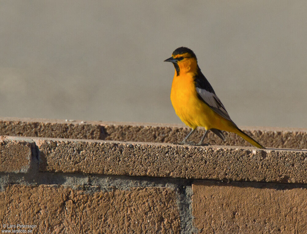 Oriole de Bullock
