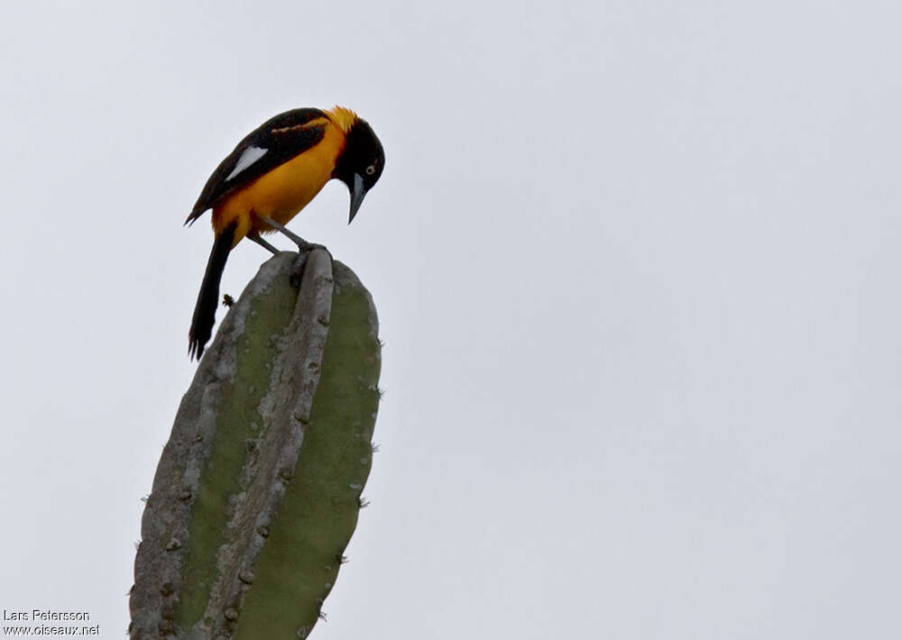 Oriole des camposadulte, pigmentation, Comportement