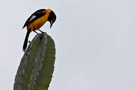 Oriole des campos