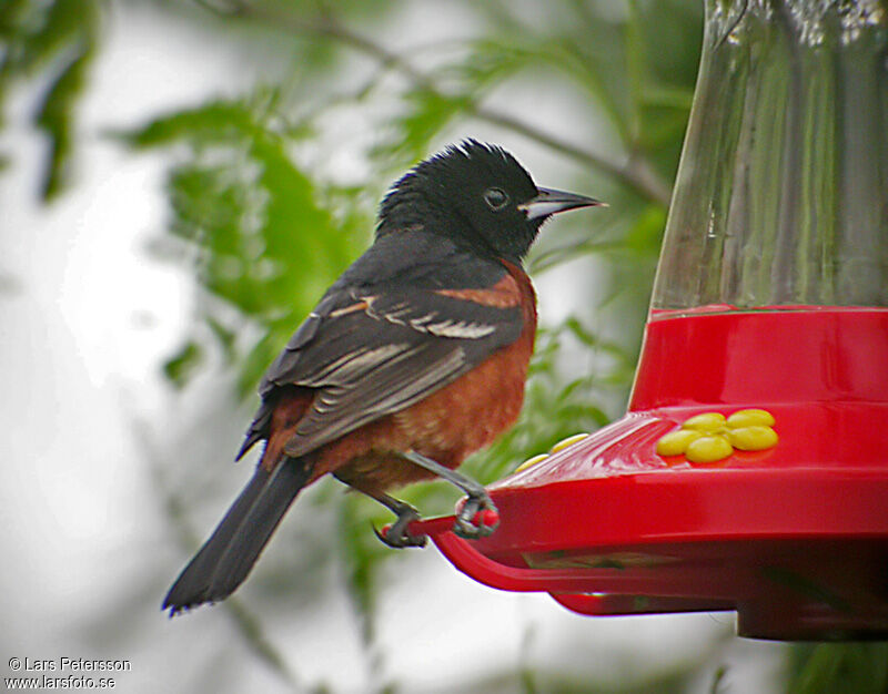 Orchard Oriole