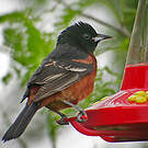 Oriole des vergers