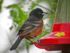 Orchard Oriole