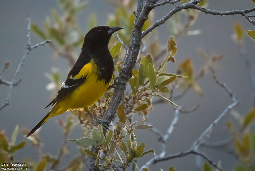 Oriole jaune-verdâtreadulte