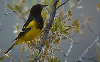 Oriole jaune-verdâtre