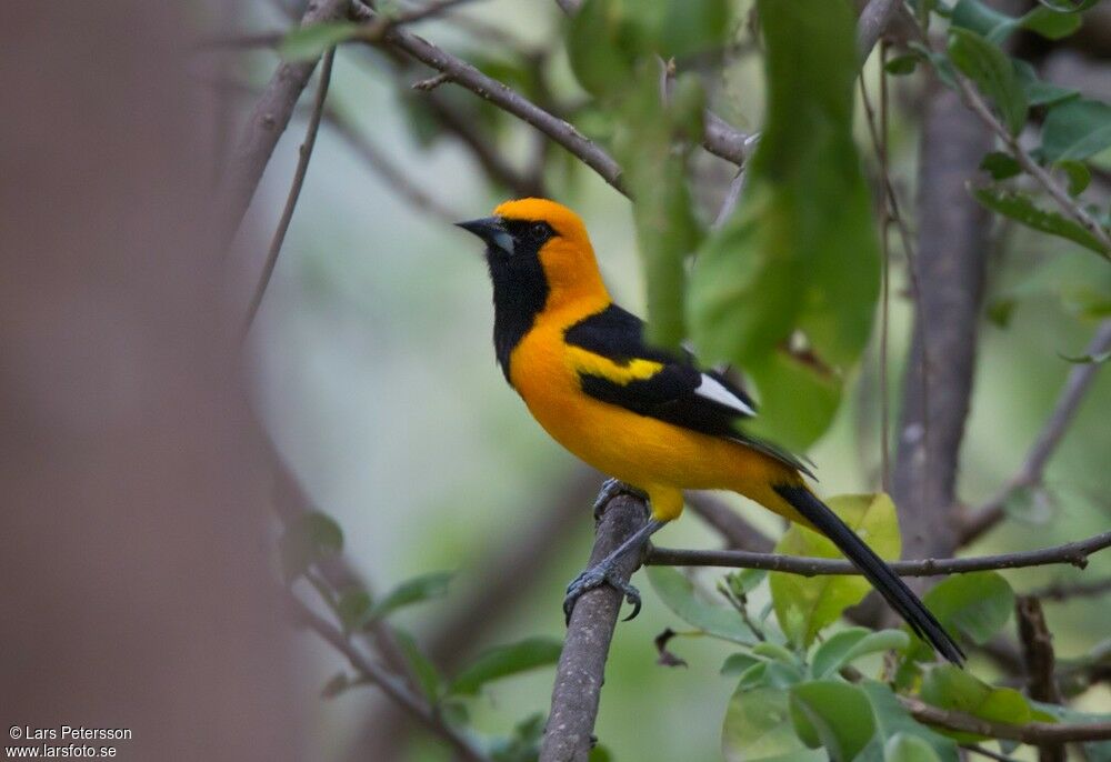 White-edged Oriole