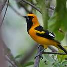 Oriole leucoptère