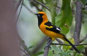 White-edged Oriole