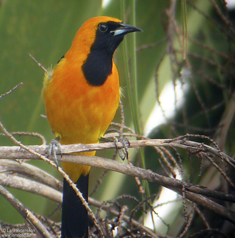 Hooded Oriole