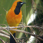 Oriole masqué