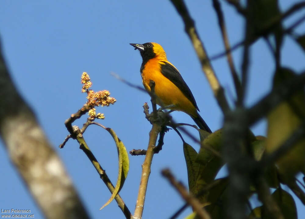 Oriole noir et oradulte, identification