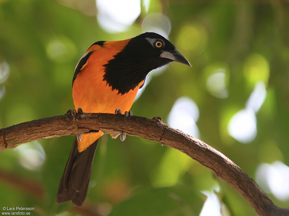 Oriole troupiale