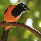 Oriole troupiale