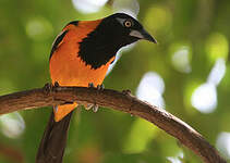 Oriole troupiale