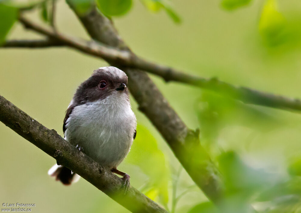 Long-tailed Tit