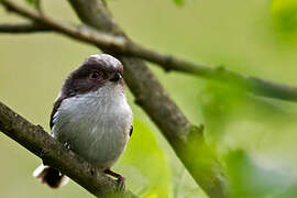 Long-tailed Tit