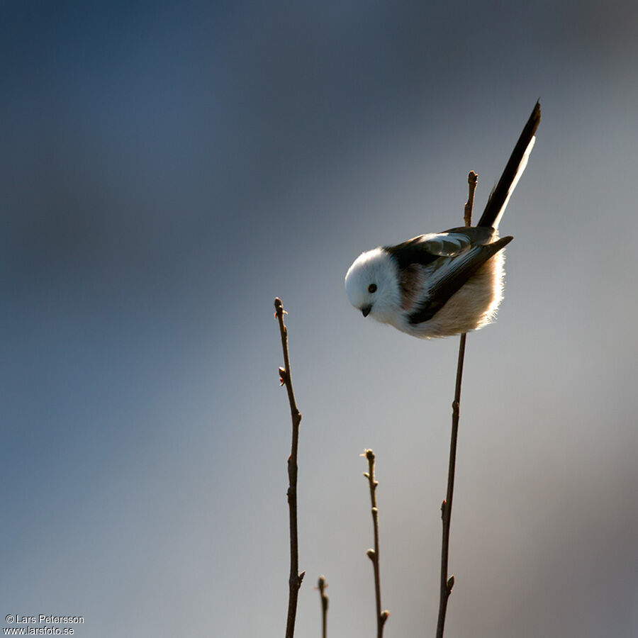 Long-tailed Tit