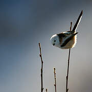 Long-tailed Tit