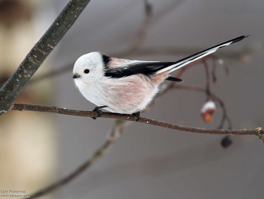 Long-tailed Tit, identification