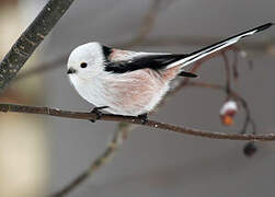 Long-tailed Tit