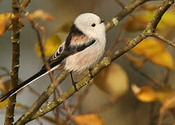 Long-tailed Tit