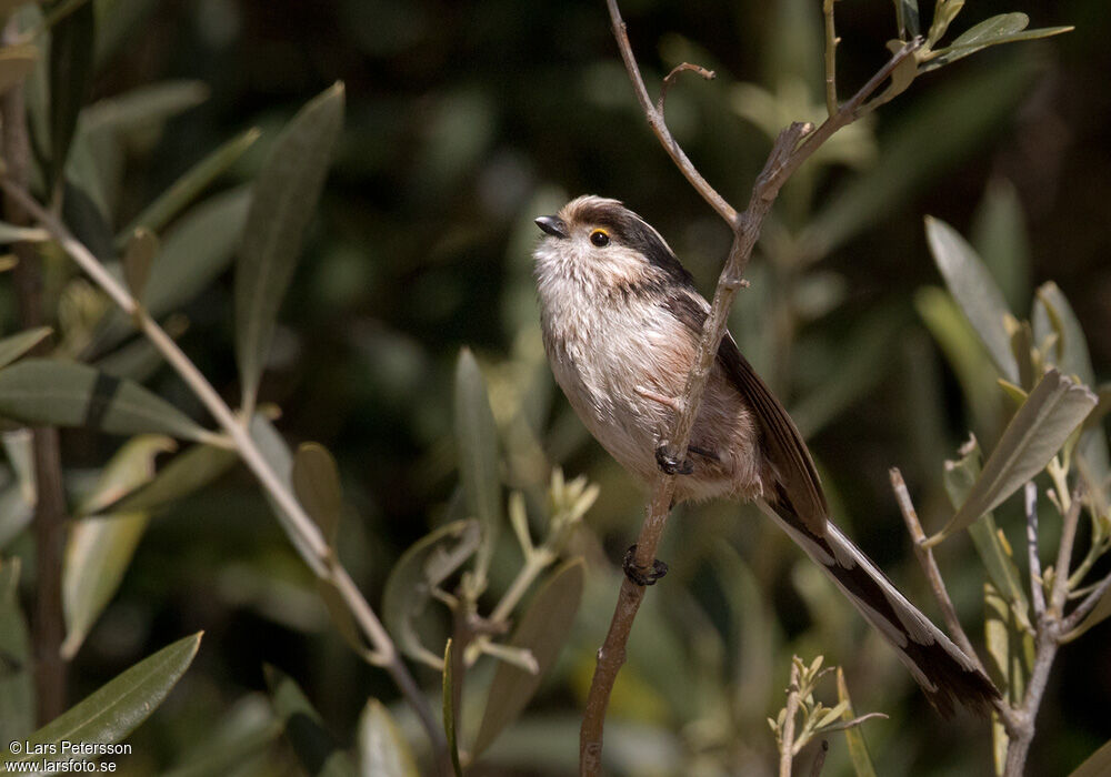 Long-tailed Tit