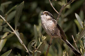 Long-tailed Tit