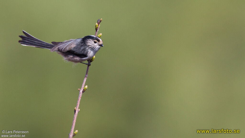 Long-tailed Tit