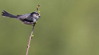 Long-tailed Tit