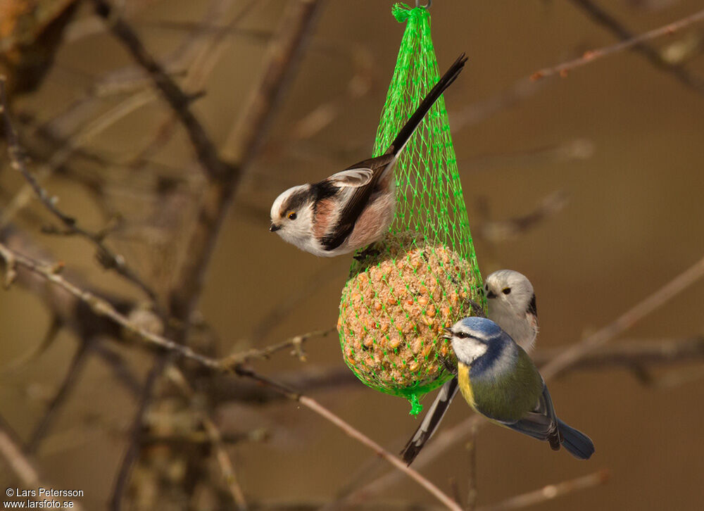 Long-tailed Tit