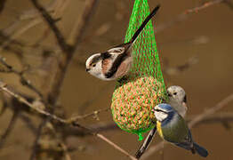 Long-tailed Tit