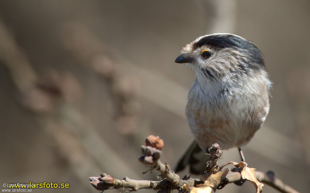 Long-tailed Tit