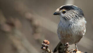 Long-tailed Tit