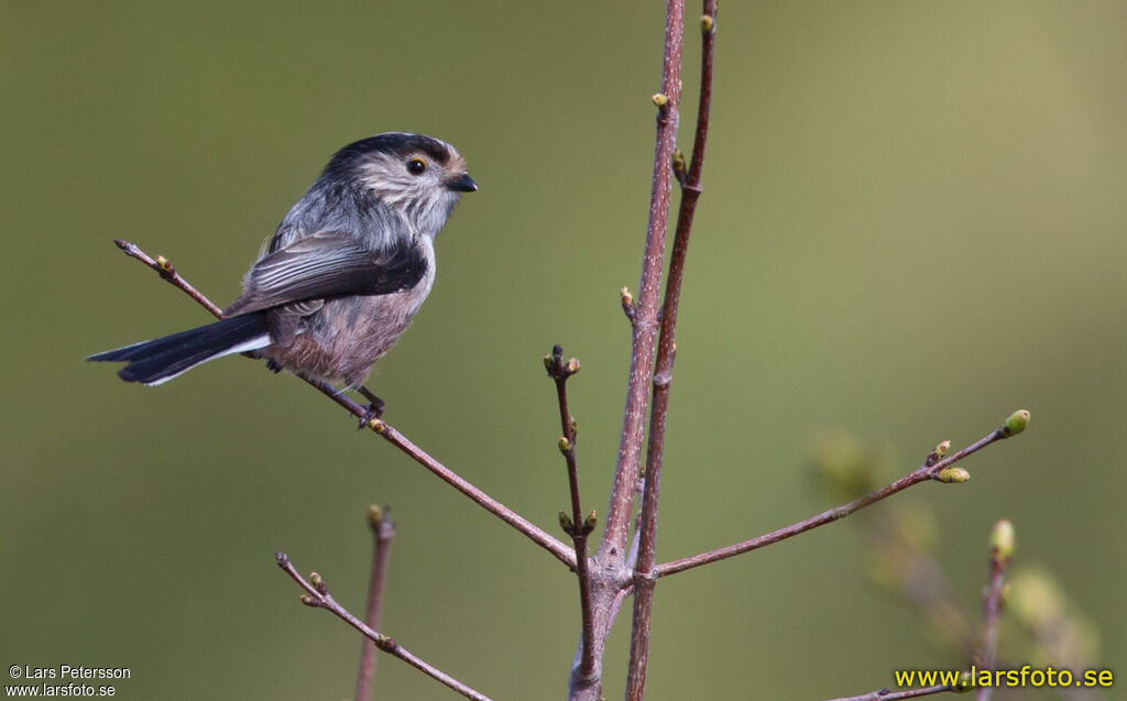 Long-tailed Tit